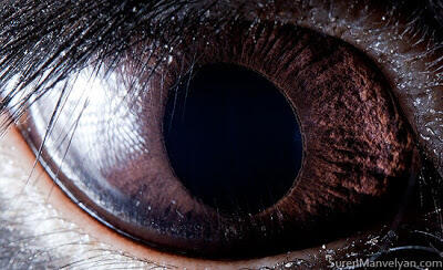 Foto Close-up Kornea Mata Hewan