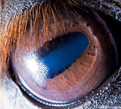 Foto Close-up Kornea Mata Hewan