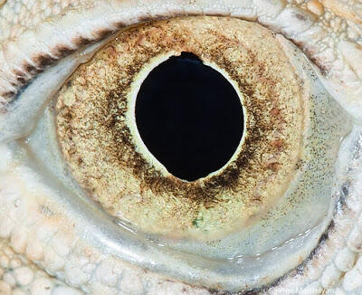 Foto Close-up Kornea Mata Hewan