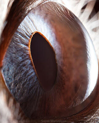 Foto Close-up Kornea Mata Hewan