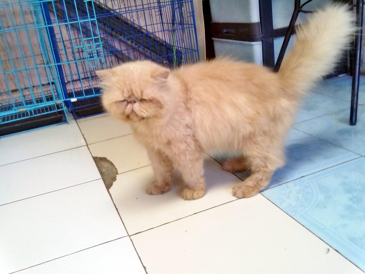 terjual pejantan kucing peaknose kandang kucing terjual pejantan kucing peaknose kandang kucing