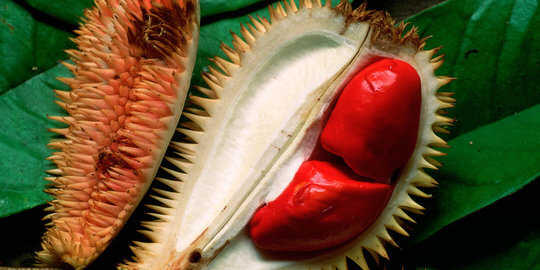 4 Durian langka yang melegenda