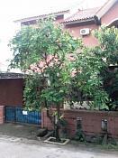 RUMAH DIJUAL: Rumah depok 2 tengah DR/0008