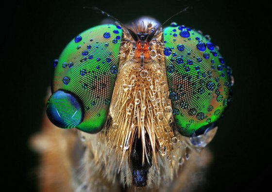 Foto Close-up Kornea Mata Hewan