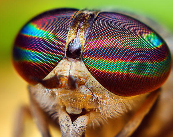 Foto Close-up Kornea Mata Hewan