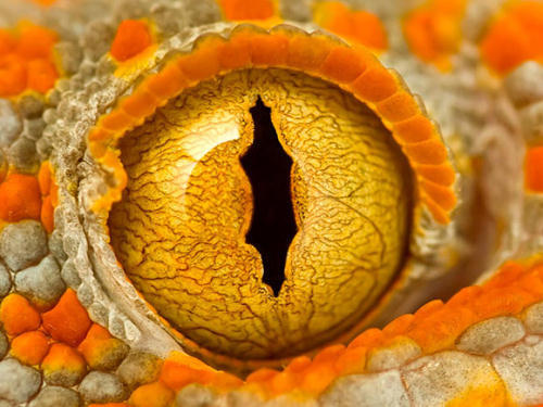 Foto Close-up Kornea Mata Hewan