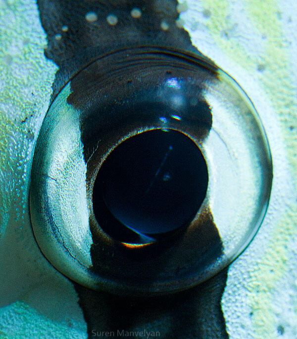 Foto Close-up Kornea Mata Hewan