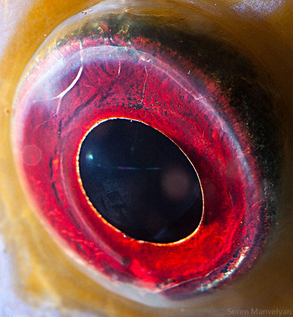 Foto Close-up Kornea Mata Hewan