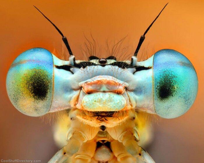 Foto Close-up Kornea Mata Hewan
