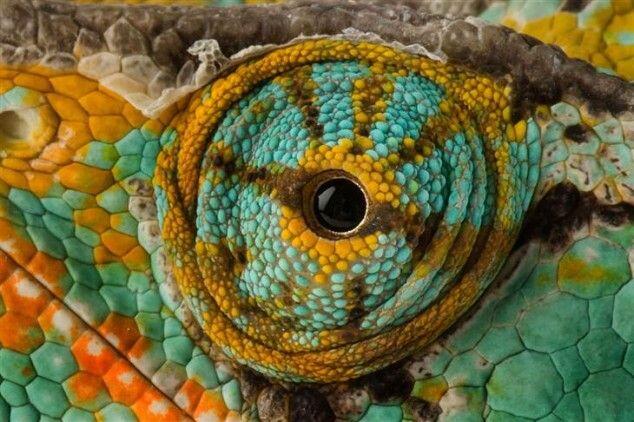 Foto Close-up Kornea Mata Hewan