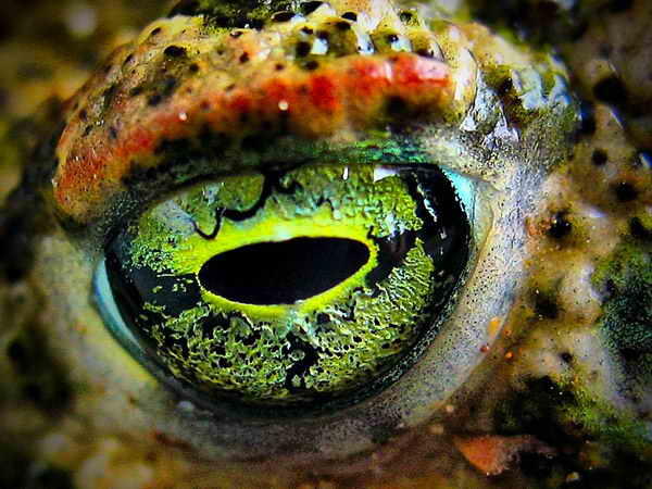 Foto Close-up Kornea Mata Hewan