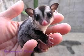 sugar glider joey
