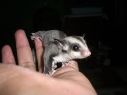 sugar glider joey