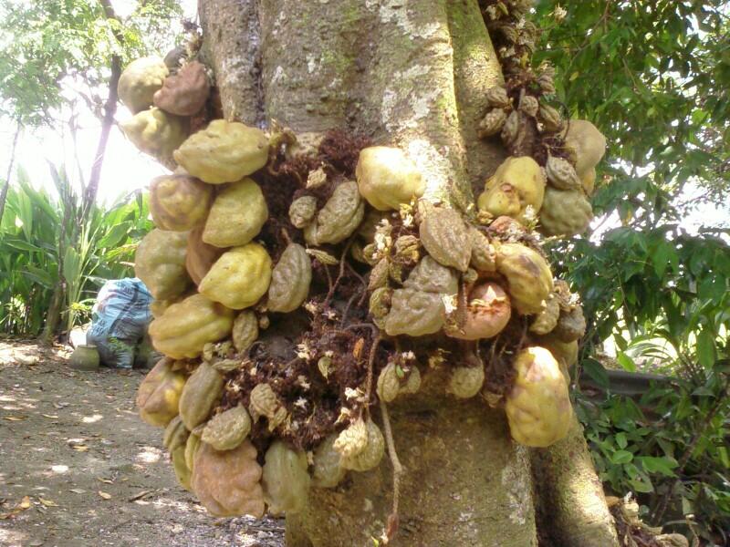 Buah Namnam Yang Terlupakan