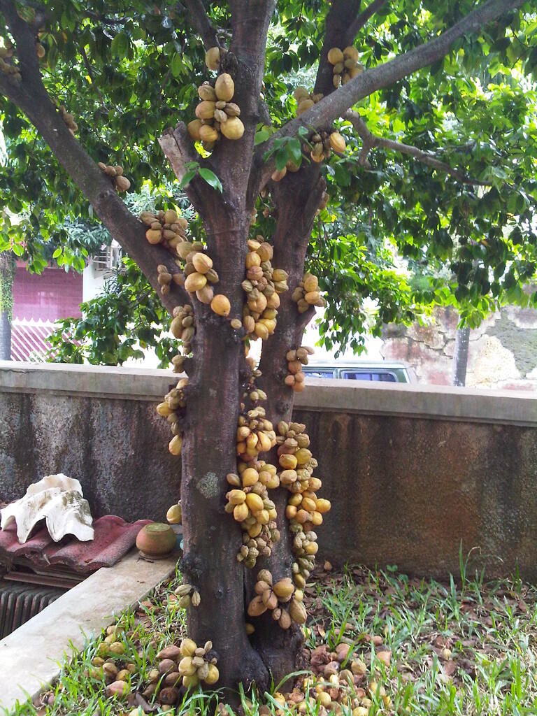 Buah Namnam Yang Terlupakan