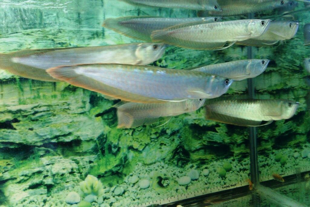 Tempat Jual Ikan Arwana Di Bogor