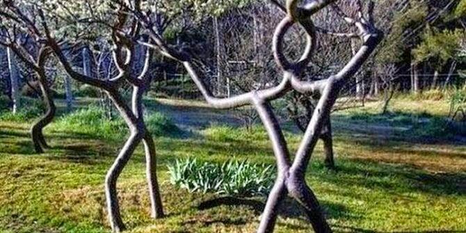 5 Pohon Paling Unik Di Dunia gan