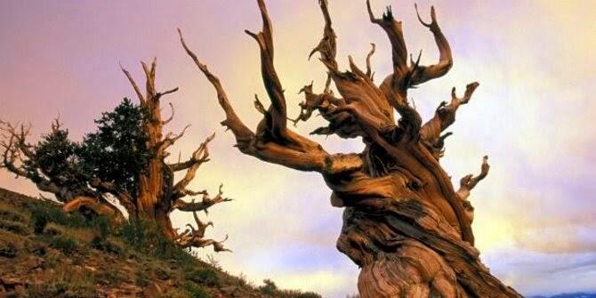 5 Pohon Paling Unik Di Dunia gan