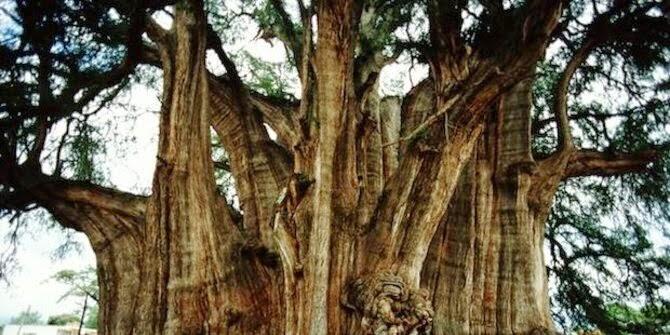 5 Pohon Paling Unik Di Dunia gan
