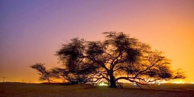 5 Pohon Paling Unik Di Dunia gan