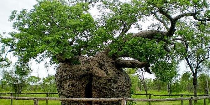 5 Pohon Paling Unik Di Dunia gan