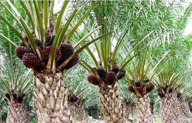 Kelapa Sawit di Lahan Gambut
