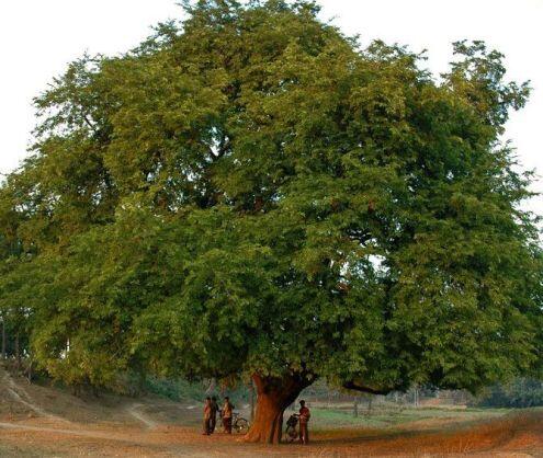 Pepohonan yang identik dengan dedemit dan hantu  KASKUS