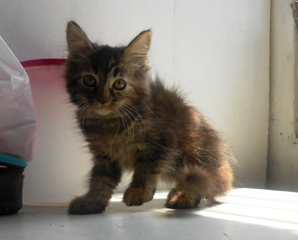 Maine Coon Cat Mix Black Baby Black Kittens For Sale