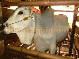 JUAL HEWAN SAPI DOMBA QURBAN / KURBAN MURAH di BANDUNG
