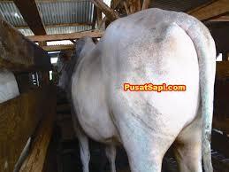 JUAL HEWAN SAPI DOMBA QURBAN / KURBAN MURAH di BANDUNG