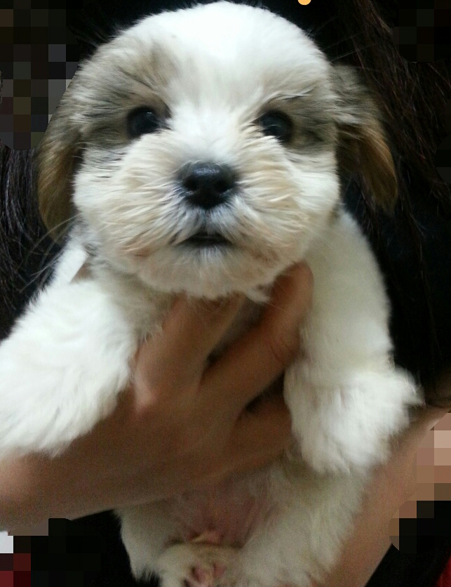 PUPPY SHIHTZU 3 colors NO STB MURMER 1JT NEGO! SIAPA CEPAT DIA DAPAT no afgan rosa