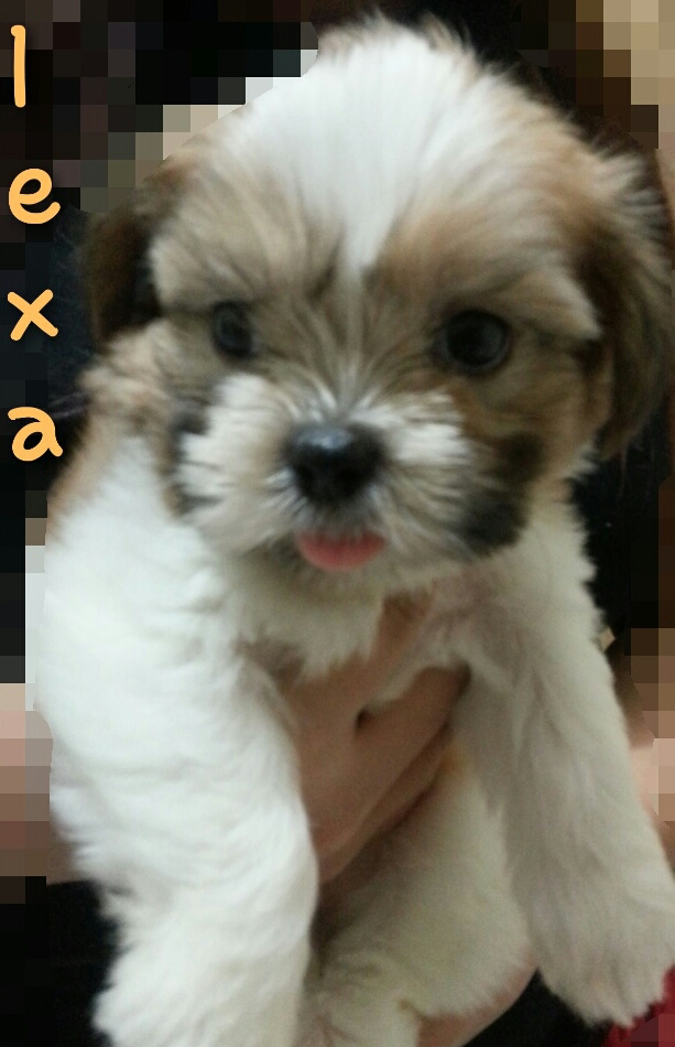PUPPY SHIHTZU 3 colors NO STB MURMER 1JT NEGO! SIAPA CEPAT DIA DAPAT no afgan rosa