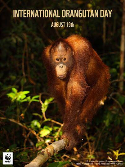 Hari Orangutan Internasional