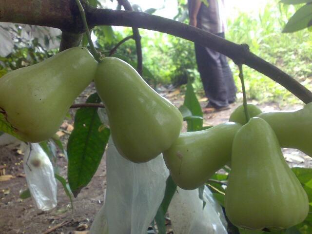 Terjual Bibit Tanaman Buah Lokal, Impor dan Langka  KASKUS