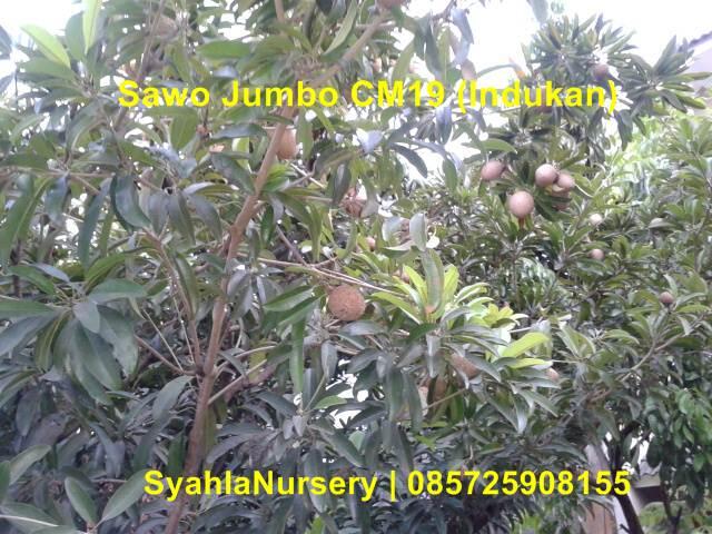 Terjual Bibit Tanaman Buah Lokal, Impor dan Langka | KASKUS