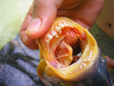 IKAN-IKAN yang BERGIGI seperti MANUSIA