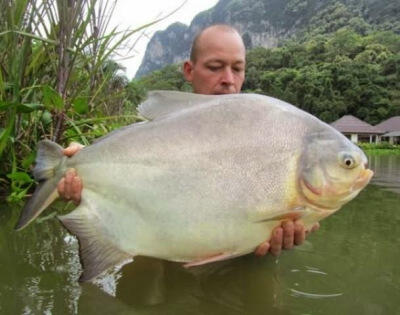 IKAN-IKAN yang BERGIGI seperti MANUSIA