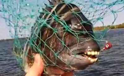 IKAN-IKAN yang BERGIGI seperti MANUSIA