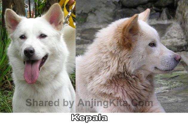 Anjing Kintamani Bali .Mari Cintai Produk Indonesia