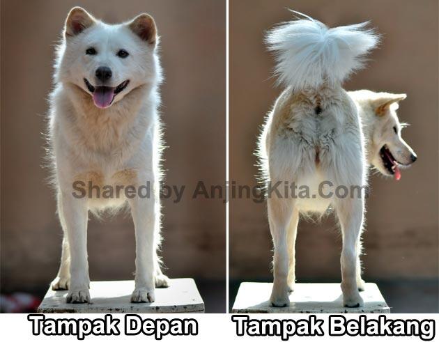 Anjing Kintamani Bali .Mari Cintai Produk Indonesia