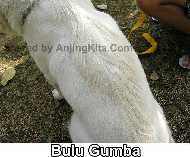 Anjing Kintamani Bali .Mari Cintai Produk Indonesia