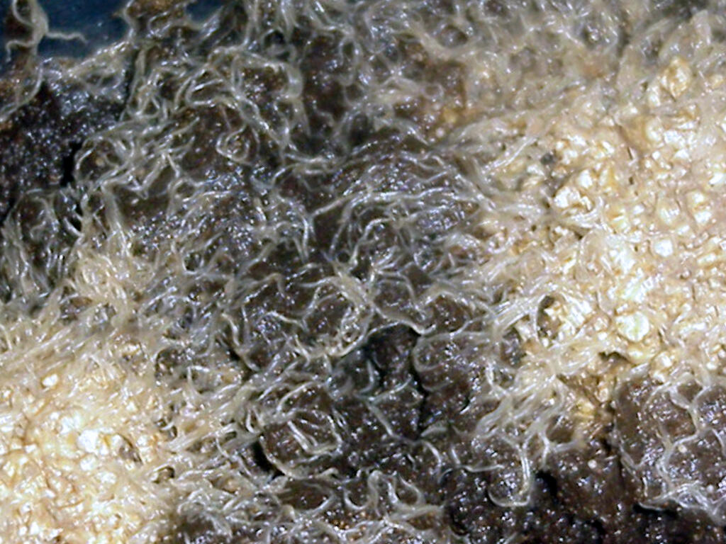 Grindal Worm Murah (Whiteworm) Pakan Ikan Cupang, Guppy, dll