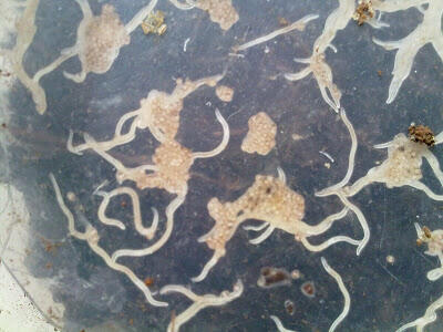 Grindal Worm Murah (Whiteworm) Pakan Ikan Cupang, Guppy, dll