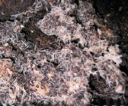 Grindal Worm Murah (Whiteworm) Pakan Ikan Cupang, Guppy, dll