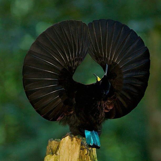 Katanya Burung ini Turun Dari Surga &#91;full pict&#93;