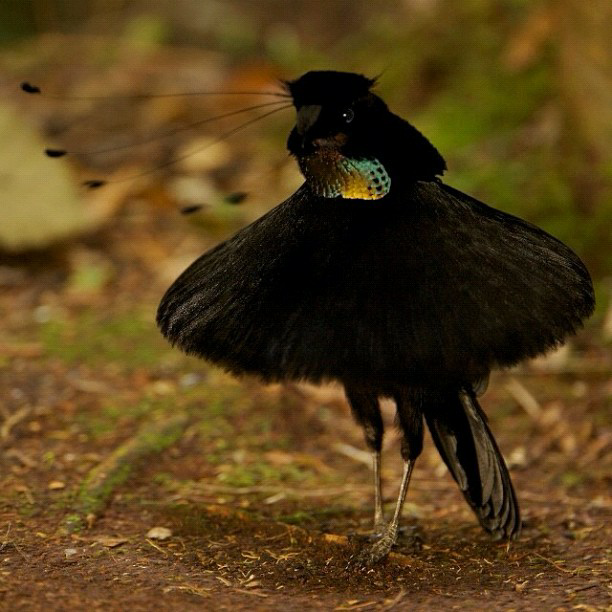 Katanya Burung ini Turun Dari Surga &#91;full pict&#93;