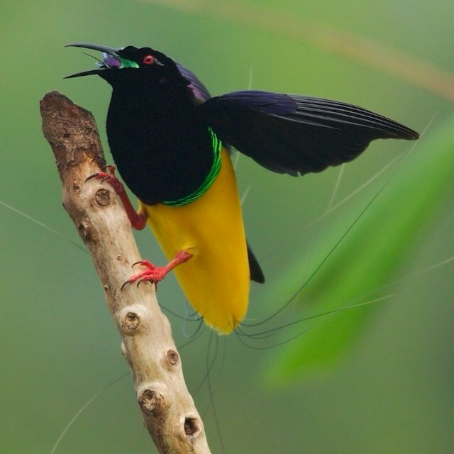 Katanya Burung ini Turun Dari Surga &#91;full pict&#93;