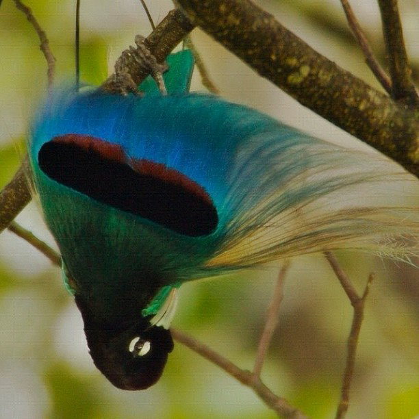 Katanya Burung ini Turun Dari Surga &#91;full pict&#93;