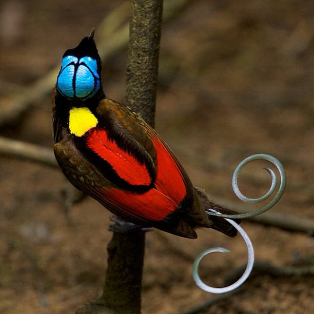 Katanya Burung ini Turun Dari Surga &#91;full pict&#93;