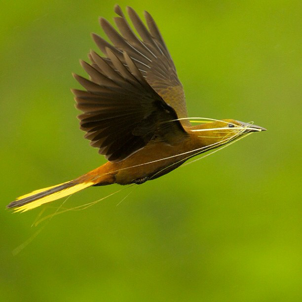 Katanya Burung ini Turun Dari Surga &#91;full pict&#93;